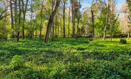 Descubre qué ver en Aranjuez: Guía turística