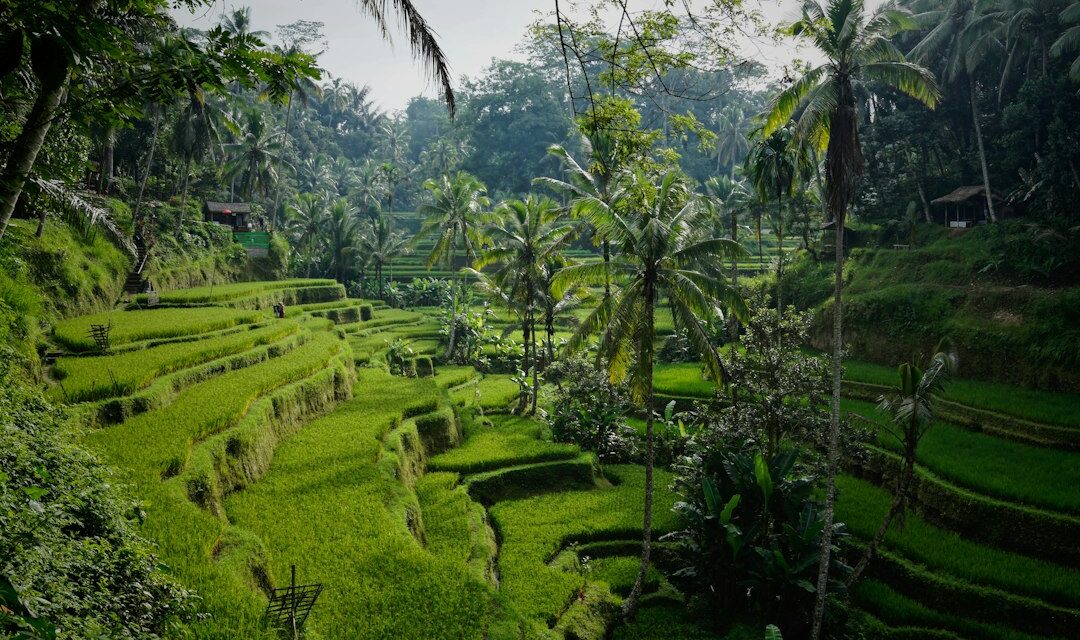 Descubre Bali: Lo Esencial Que Ver en la Isla