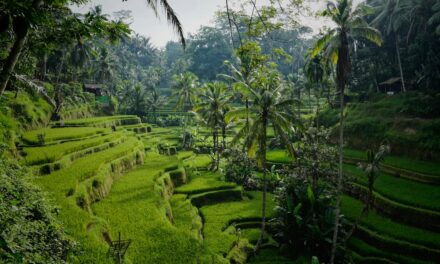 Descubre Bali: Lo Esencial Que Ver en la Isla