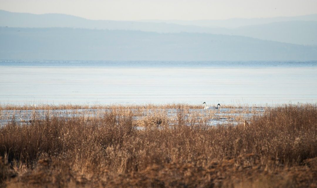 Descubre qué ver en el Delta del Ebro: Guía Esencial