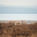 Descubre qué ver en el Delta del Ebro: Guía Esencial